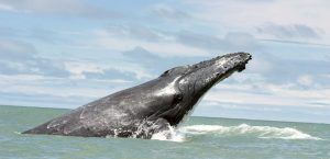 AVISTAMIENTO DE BALLENAS EN JUANCHACO Y LADRILLEROS 5